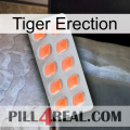 Tiger Erection 26